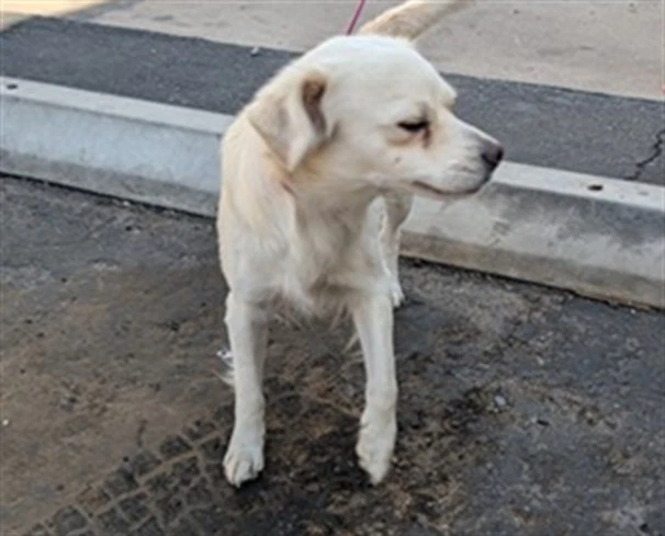 Milo