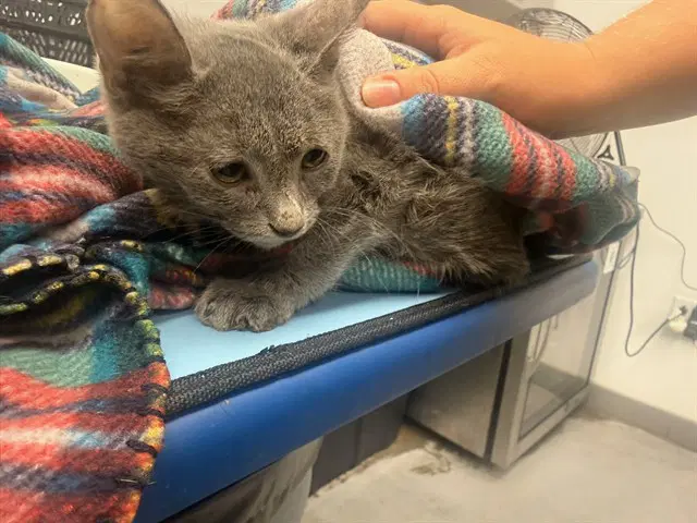 Brenda - Domestic Short Hair