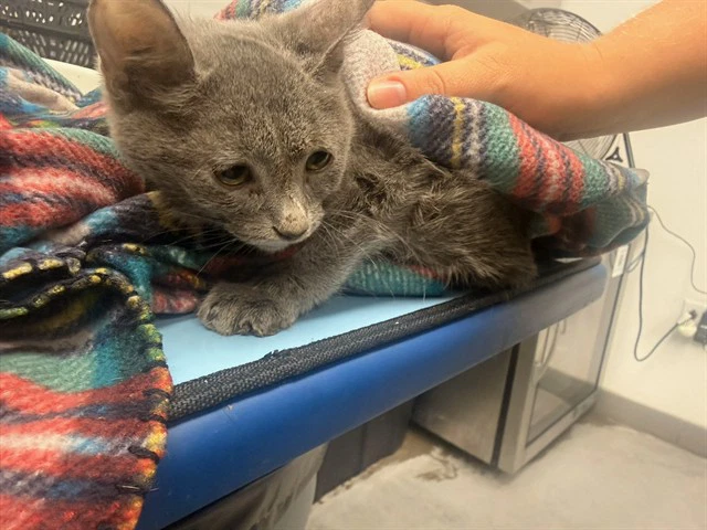 Brenda