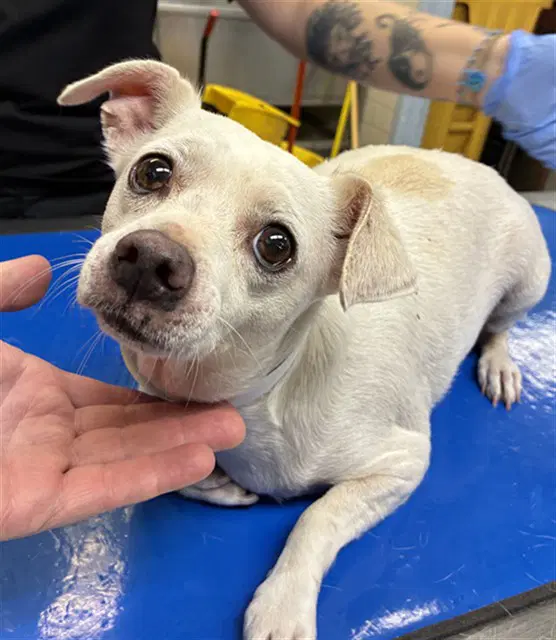 Fernanda - Chihuahua