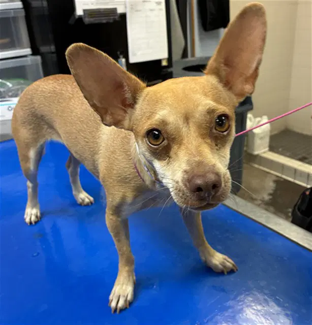 Caramel - Chihuahua