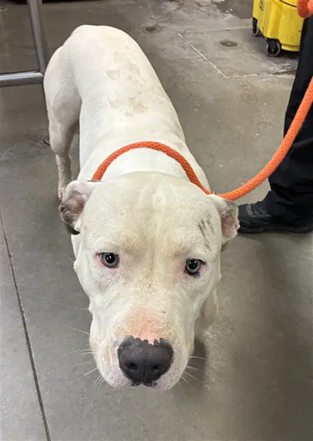 Gemstone - American Pit Bull Terrier