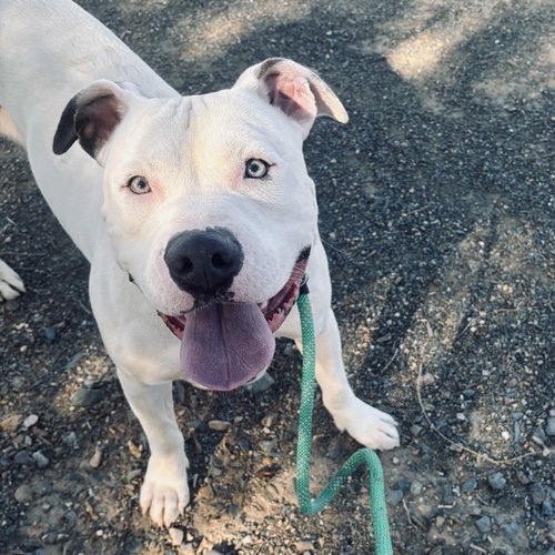 GEMSTONE, a dog for adoption from Maricopa County Animal Care & Control - West Valley Animal Care Center