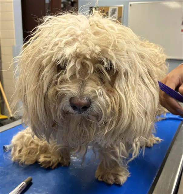 Guava - Maltese