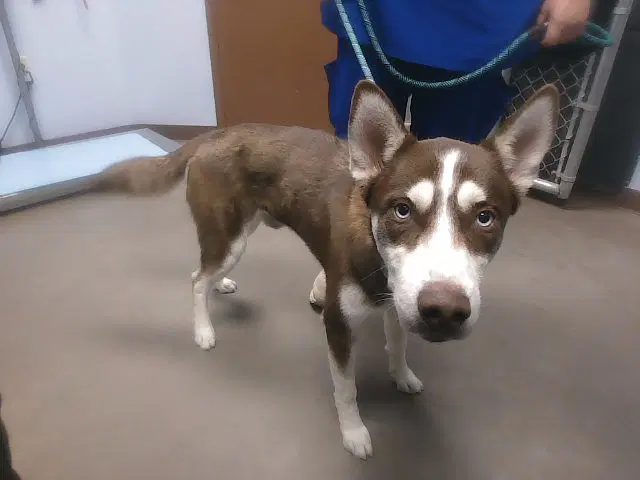 Walnut - Siberian Husky
