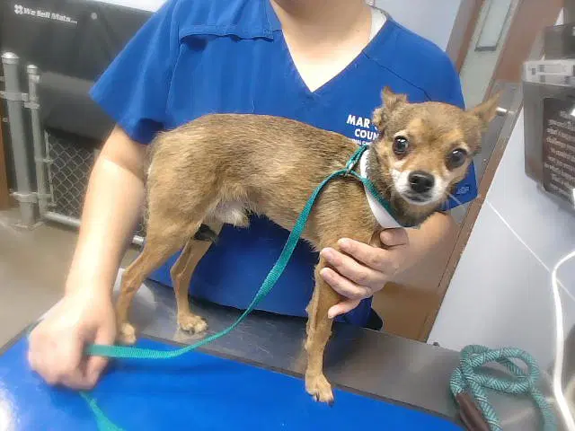 Meep - Chihuahua