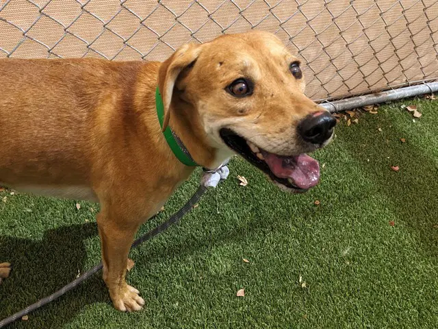Copper - Labrador Retriever