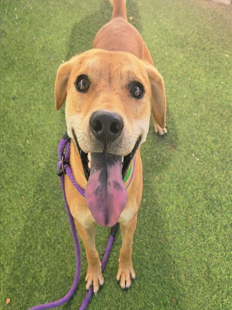 COPPER, a dog for adoption from Maricopa County Animal Care & Control - West Valley Animal Care Center