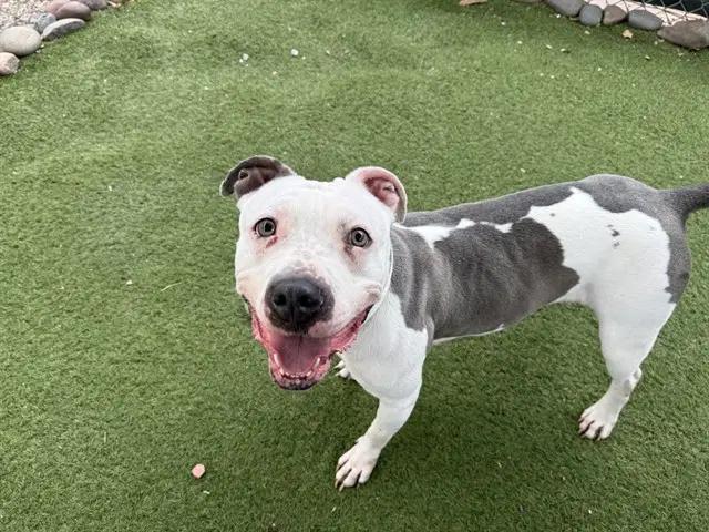 Opal - American Pit Bull Terrier
