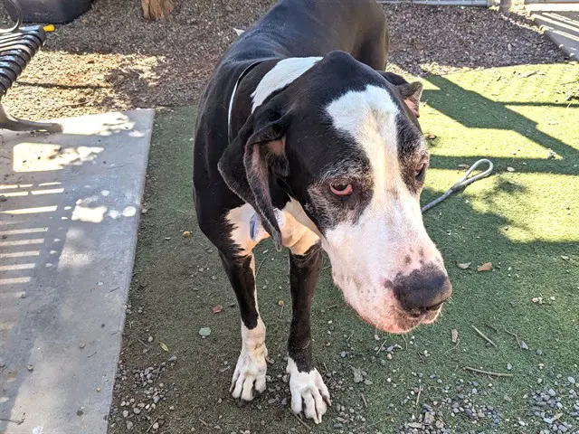 Clover - Great Dane