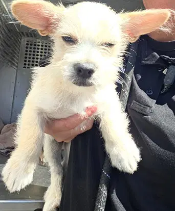 Sprout - Parson Russell Terrier