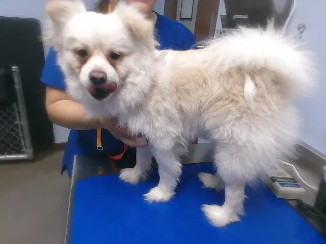 Kona - Pomeranian
