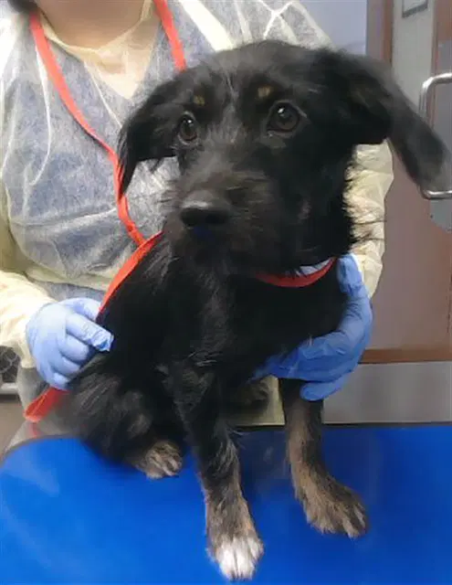 Henrie - Giant Schnauzer