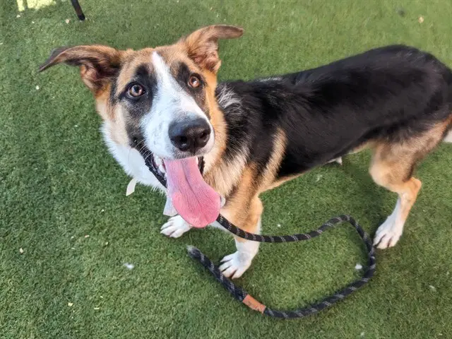 Banjo - Australian Shepherd