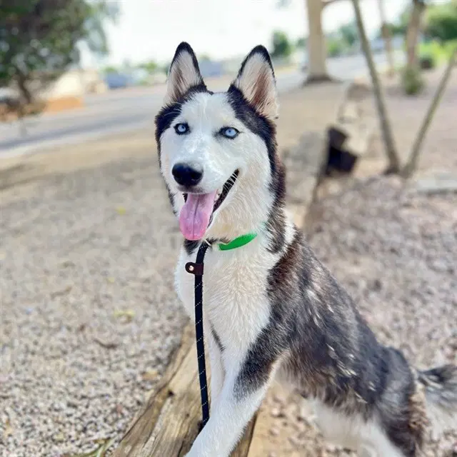 Winona - Siberian Husky