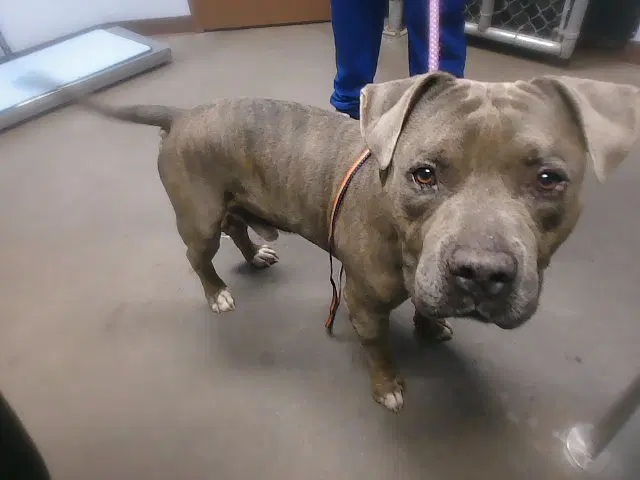 Bigelow - American Pit Bull Terrier