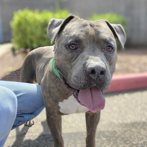 BIGELOW, a dog for adoption from Maricopa County Animal Care & Control - West Valley Animal Care Center
