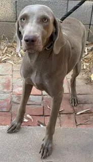 Galadriel - Weimaraner