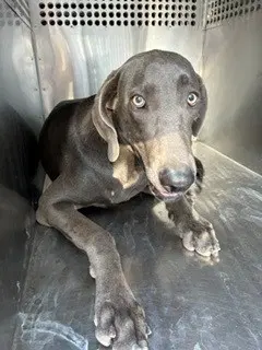 Legolas - Weimaraner
