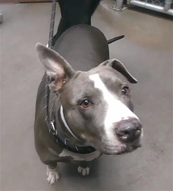 Baby - American Pit Bull Terrier