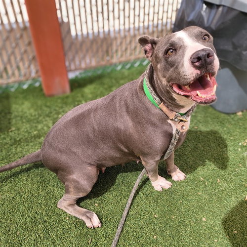 BABY, a dog for adoption from Maricopa County Animal Care & Control - West Valley Animal Care Center
