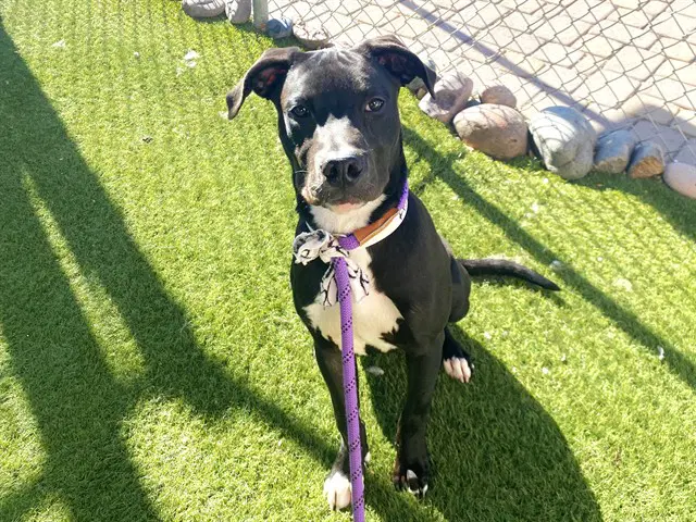 Zingbot - American Pit Bull Terrier