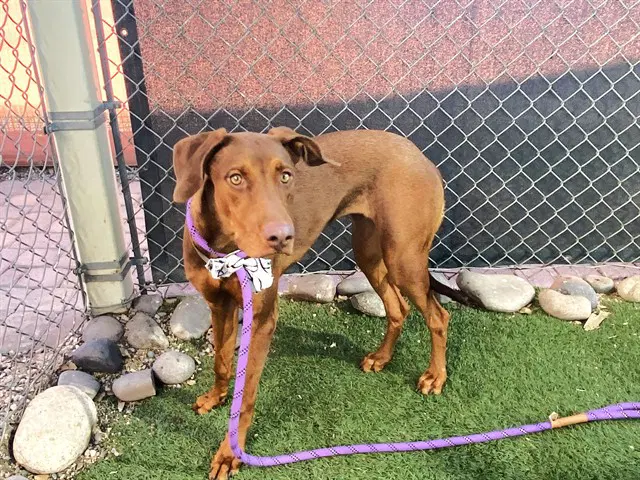 Brooklyn - Vizsla