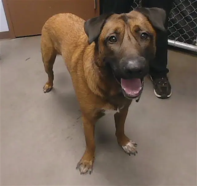Kirby - Belgian Shepherd Malinois