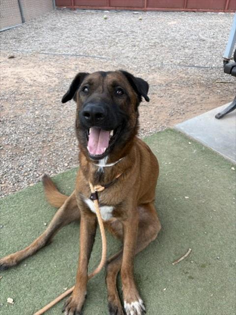 KIRBY, a dog for adoption from Maricopa County Animal Care & Control - West Valley Animal Care Center