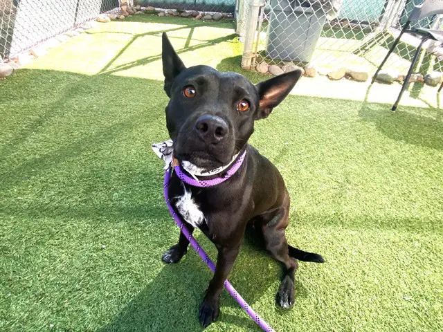 Jubilee - American Pit Bull Terrier