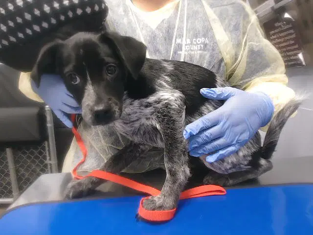 Bluegrass - Queensland Heeler