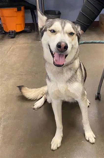 Angel - Siberian Husky