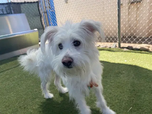 Flounder - Maltese
