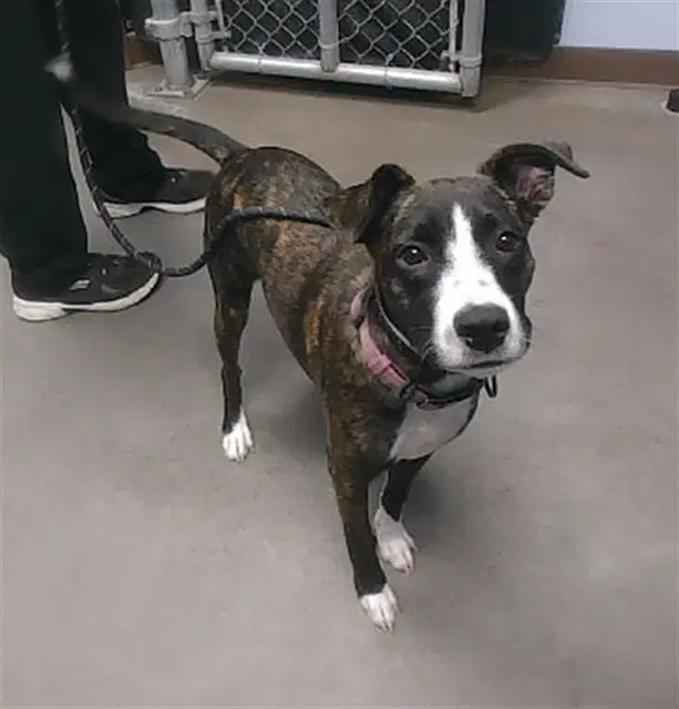Polka Dot - American Pit Bull Terrier