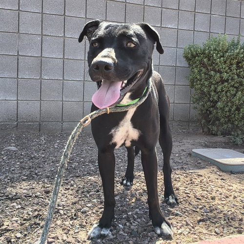MOONPIE, a dog for adoption from Maricopa County Animal Care & Control - West Valley Animal Care Center
