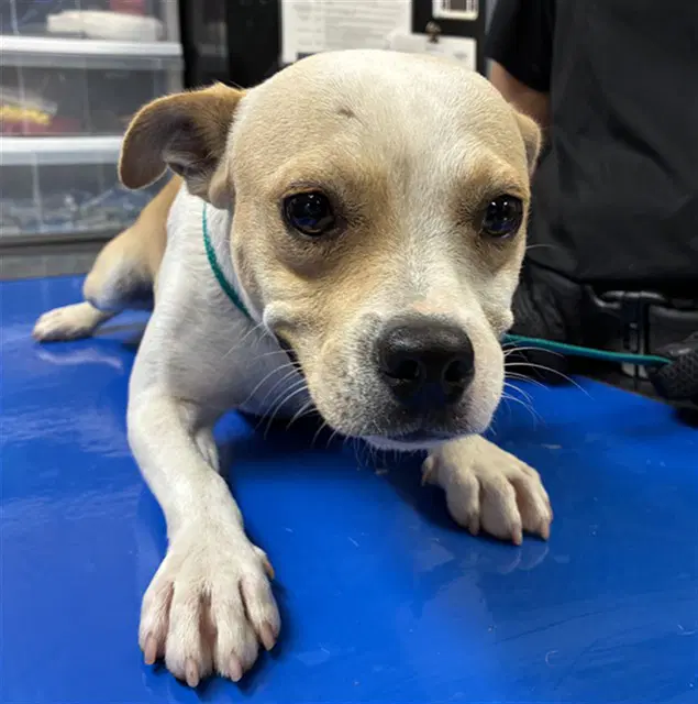 Guppy - Chihuahua