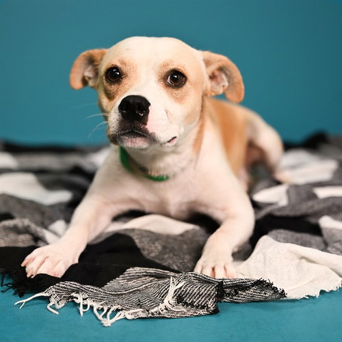 GUPPY, a dog for adoption from Maricopa County Animal Care & Control - West Valley Animal Care Center