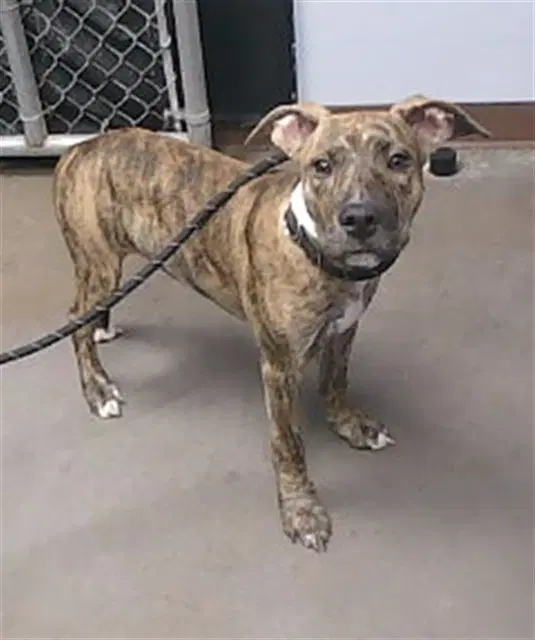 Brody - American Pit Bull Terrier