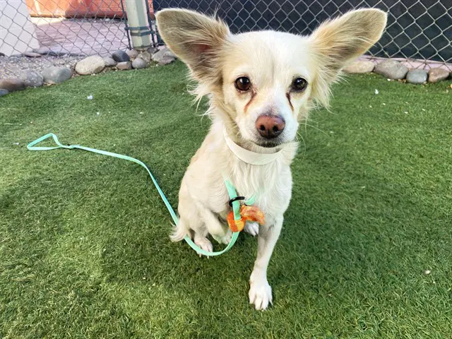 Lucy - Chihuahua