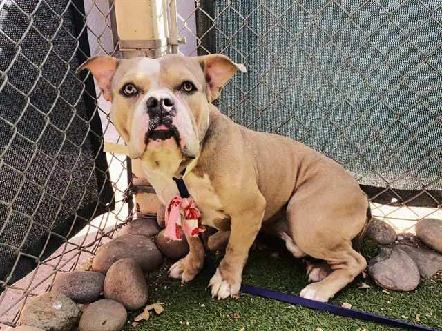 Butterball - American Bulldog