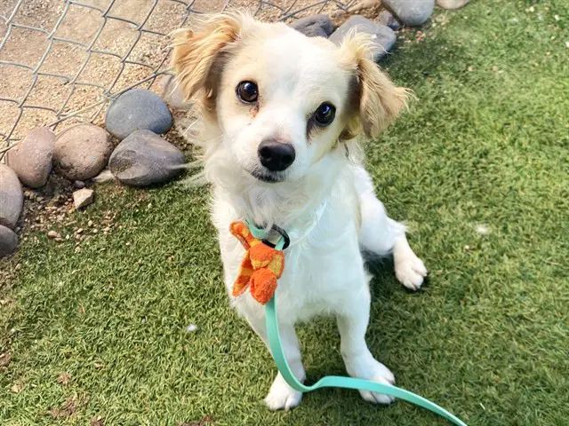 Jimmy Bean - Chihuahua