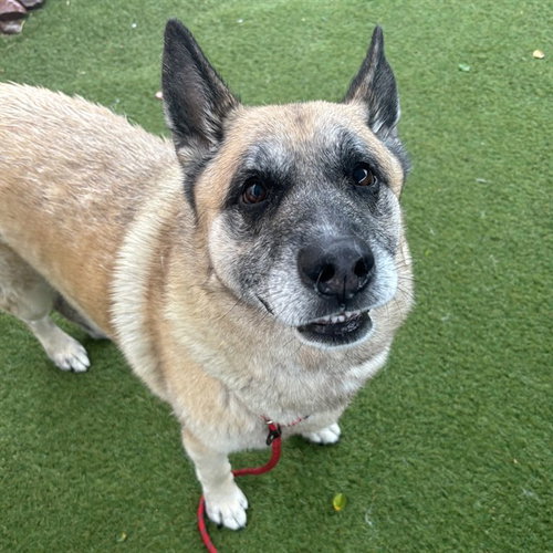 SAM, a dog for adoption from Maricopa County Animal Care & Control - West Valley Animal Care Center