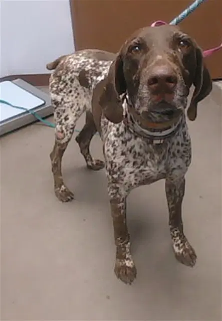 Howdy - German Shorthaired Pointer