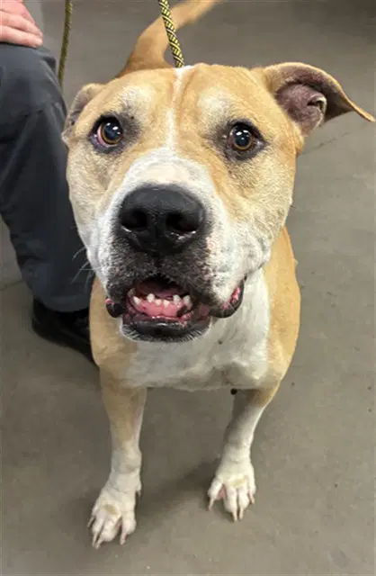 Louie - American Pit Bull Terrier