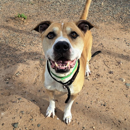 LOUIE, a dog for adoption from Maricopa County Animal Care & Control - West Valley Animal Care Center