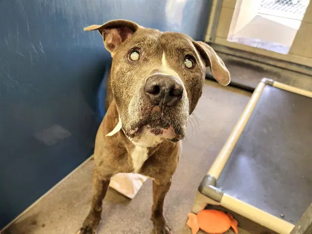 Chester - American Pit Bull Terrier