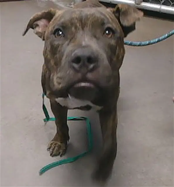 Choco Chip - American Staffordshire Terrier
