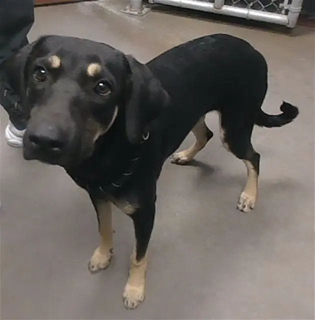 Estrella - Labrador Retriever