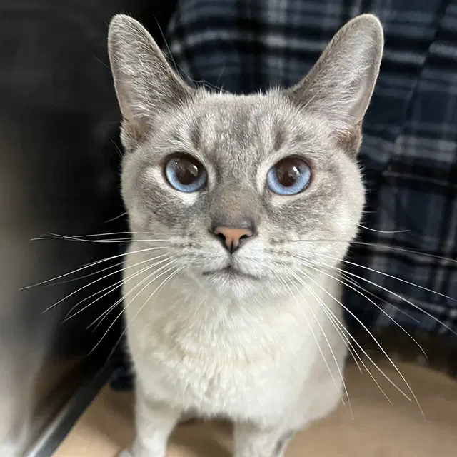 Gloria - Siamese