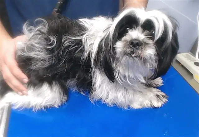 Rogue - Shih Tzu